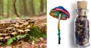 Read more about the article How Long Do Shrooms Stay in Your System? Find Out